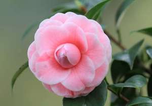 茶花的花语是什么？