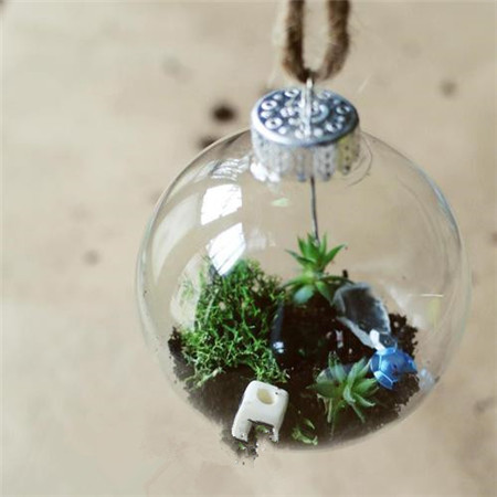多肉植物玻璃球盆景制作 多肉植物玻璃球盆景制作