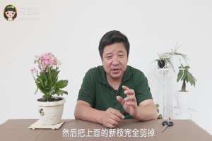 新长的长寿花怎样修剪