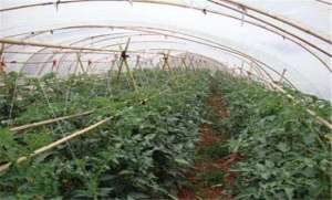 蔬菜大棚使用除草剂要注意的几个问题