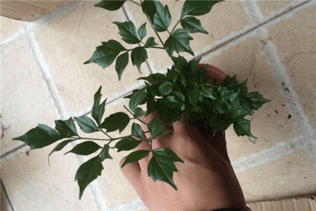 幸福树水培 幸福树水培