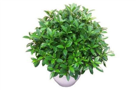 非洲茉莉 非洲茉莉