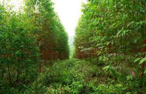 种植桉树利大于弊，绝对是“摇钱树”！