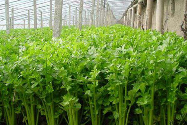 芹菜腐烂病的识别和防治