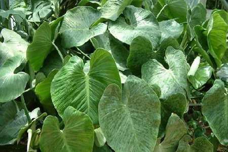帝王花 帝王花