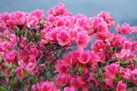 漂亮的杜鹃花 漂亮的杜鹃花