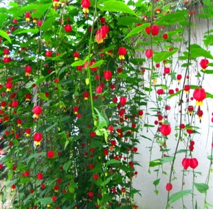 蔓性风铃花植株