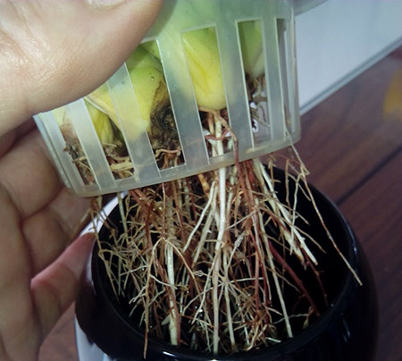 龙舌兰水培方法 龙舌兰水培方法