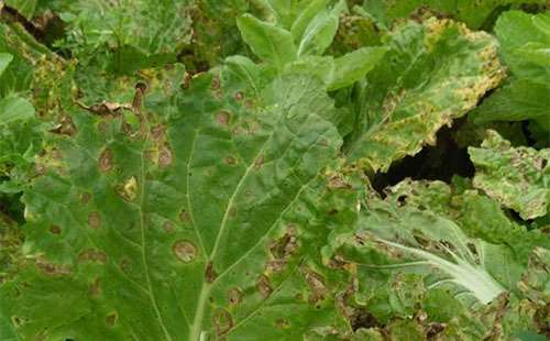 白菜细菌性斑点病为害症状及防治措施