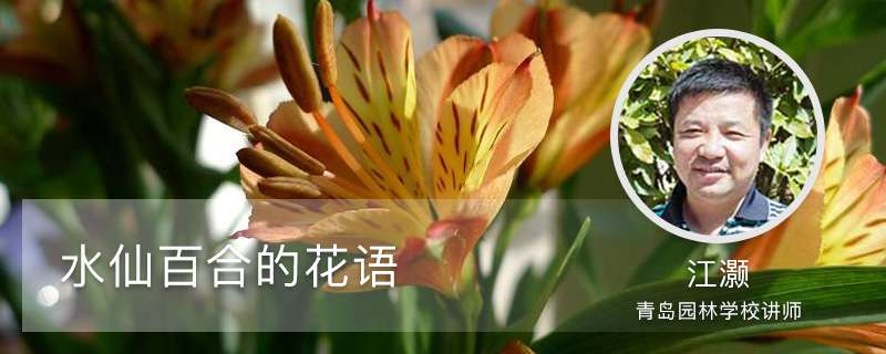 水仙百合的花语,花期多长时间 水仙百合的花语,花期多长时间