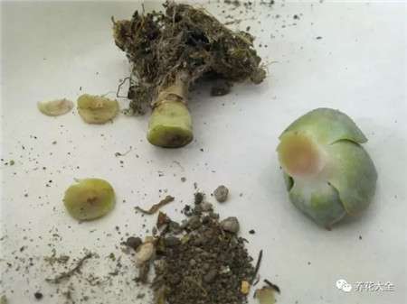 砍掉黑腐 砍掉黑腐