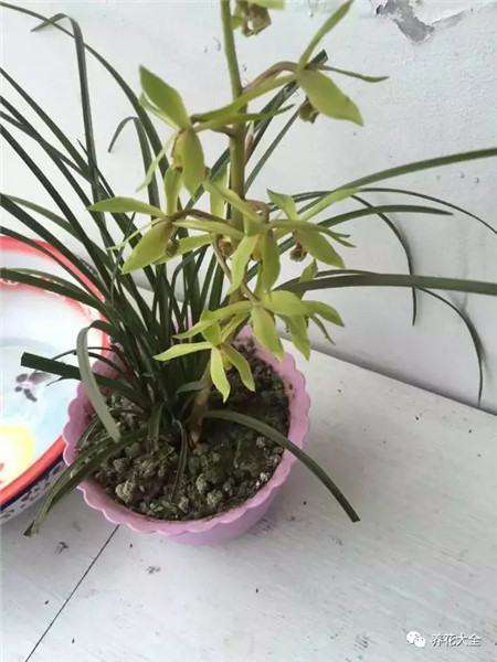 兰花 兰花