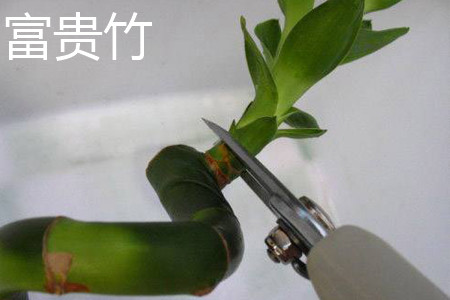 富贵竹 富贵竹