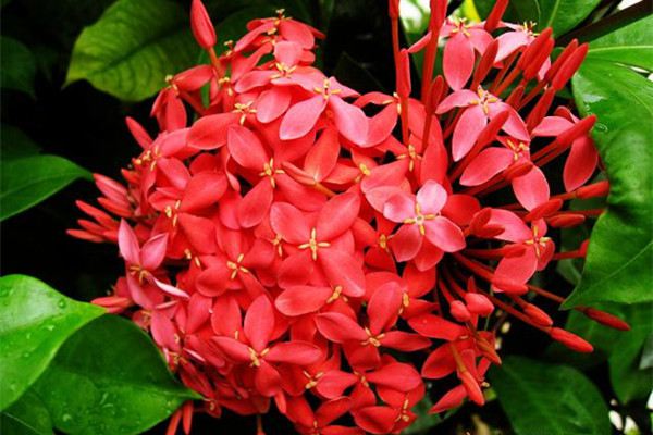 仙丹花的四季浇水方法 仙丹花的四季浇水方法