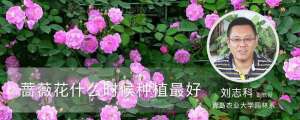 蔷薇花什么时候种植最好