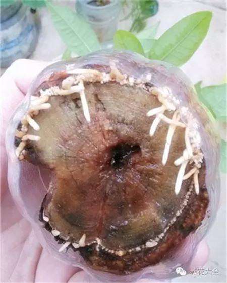 长出很多小根 长出很多小根