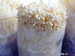 金针菇长黑斑病锈斑病怎么办？