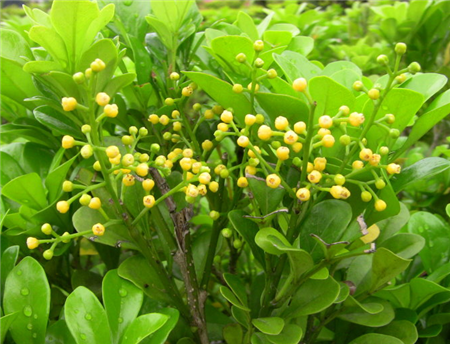 米兰花 米兰花