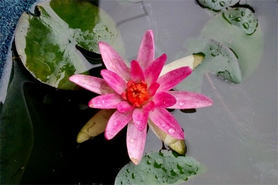 世界上最漂亮的十种花,这十种花独显各自魅力