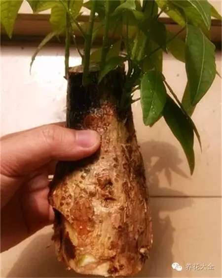 烂根的发财树 烂根的发财树