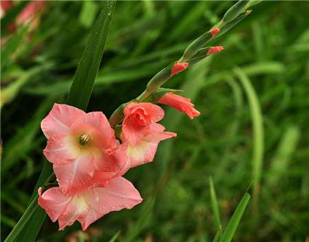 唐菖蒲四季开花 唐菖蒲四季开花