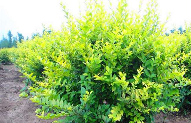 1548050793307823.jpg 冬季能种植水蜡吗?冬季水蜡防寒防冻的有效方法