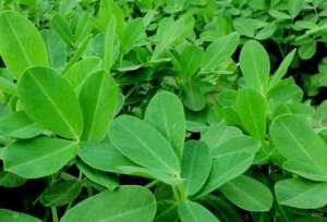 花生种植技术：夏季花生怎么管理好？