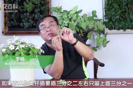 长春花 长春花