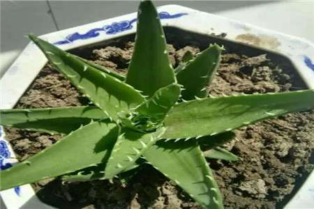 芦荟 芦荟