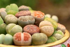 生石花怎么养？图解生石花脱皮（一脱）后如何养护