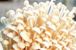 金针菇的栽培技术