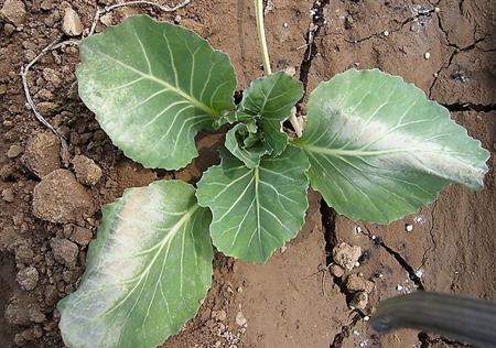 秋季怎么种植甘蓝菜?