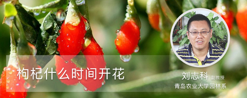 枸杞什么时间开花 枸杞什么时间开花
