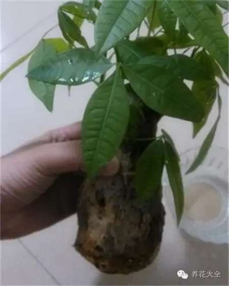涂抹生根粉 涂抹生根粉
