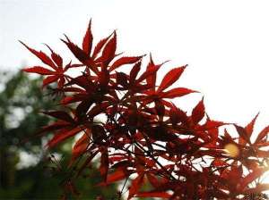 红枫是怎样繁殖的？