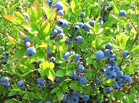 栽培蓝莓需要注意什么?