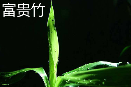富贵竹 富贵竹