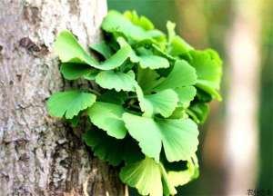 银杏的种植方法