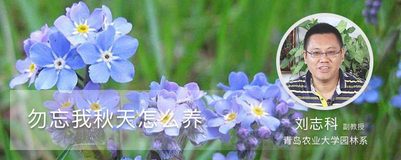 勿忘我秋天怎么养 勿忘我秋天怎么养