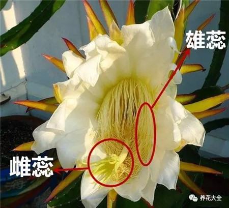 第9步:如何授粉 第9步:如何授粉