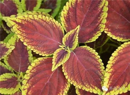 彩叶草 彩叶草