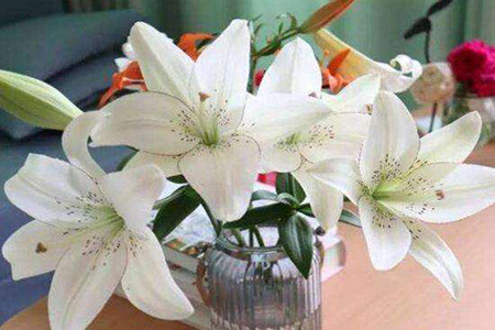 室内养百合花 室内养百合花