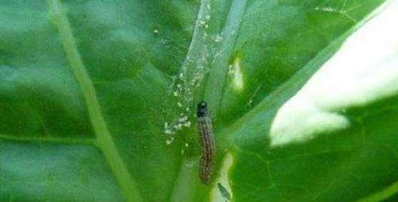 种大白菜怎样防治菜螟?