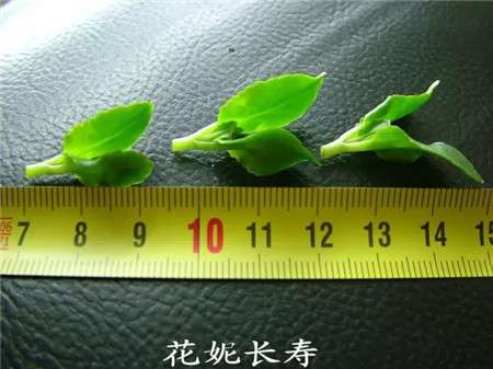 插穗的处理 插穗的处理