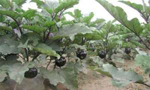 种植茄子高产施肥技术