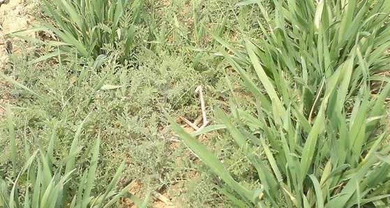 种植小麦怎样除草?