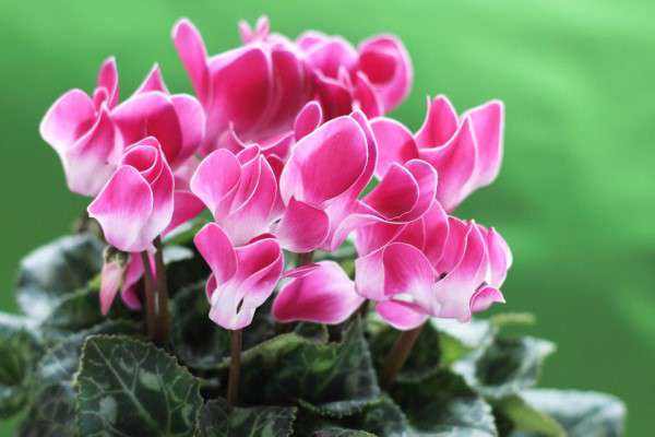 仙客来的花语及含义 仙客来的花语及含义