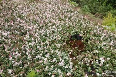 花叶络石 花叶络石