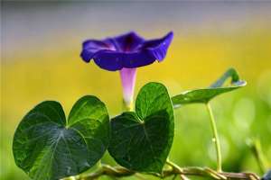 牵牛花怎么浇水