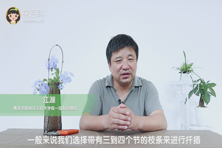 带有三到四个节的枝条 带有三到四个节的枝条